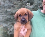 Puppy Puppy 5 Belgian Malinois-English Springer Spaniel Mix