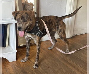 Buttercup - Female Catahoula Leopard Dog-Unknown Mix Dog for Adoption - Photo #5