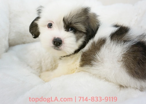 Medium Photo #1 Mal-Shi Puppy For Sale in LA MIRADA, CA, USA