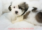 Small Photo #1 Mal-Shi Puppy For Sale in LA MIRADA, CA, USA