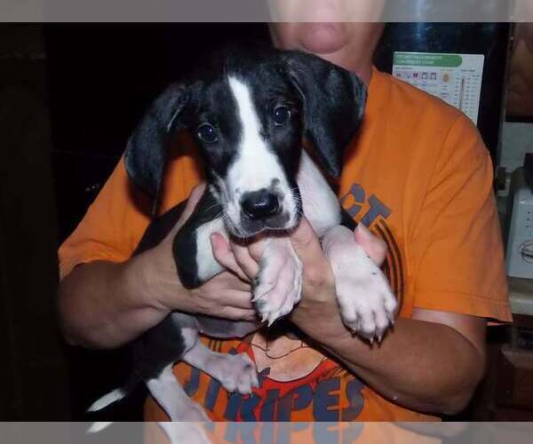Medium Photo #8 Great Dane Puppy For Sale in SPRAGGS, PA, USA