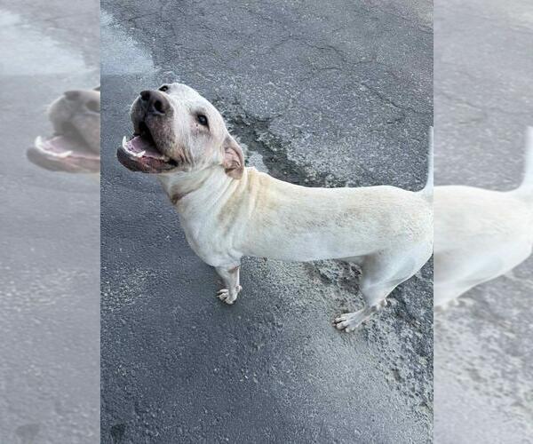 Medium Photo #1 American Pit Bull Terrier-Unknown Mix Puppy For Sale in Calgary, Alberta, Canada