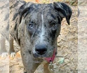 American Staffordshire Terrier-Poodle (Standard) Mix Dogs for adoption in Tallahassee, FL, USA