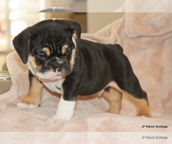 Medium Photo #8 Bulldog Puppy For Sale in WINNSBORO, TX, USA