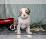 Small Photo #13 Bernedoodle (Miniature) Puppy For Sale in APPLE CREEK, OH, USA