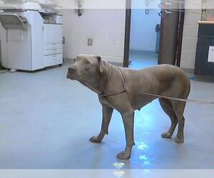 American Pit Bull Terrier Dogs for adoption in Fayetteville, NC, USA