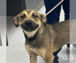Small #1 Labrador Retriever Mix