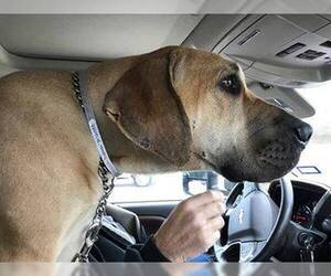 Meredith - Female Brazilian Mastiff Dog for Adoption - Photo #2