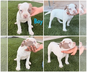 Medium American Bulldog