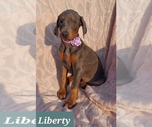 Doberman Pinscher Puppy for sale in POMEROY, OH, USA