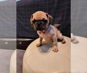 Pug Puppy for sale in HARRISBURG, PA, USA