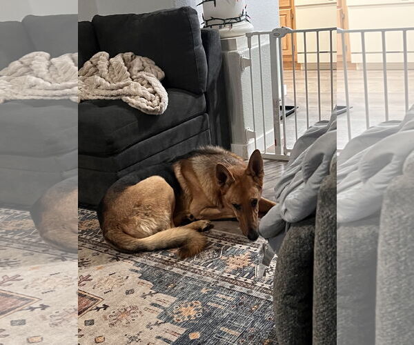 Medium Photo #1 German Shepherd Dog Puppy For Sale in Polson, MT, USA