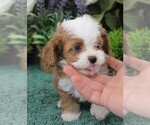 Puppy Zoeys 4 Male Cavapoo (Miniature)