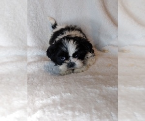 Shih Tzu Puppy for sale in INDIANAPOLIS, IN, USA
