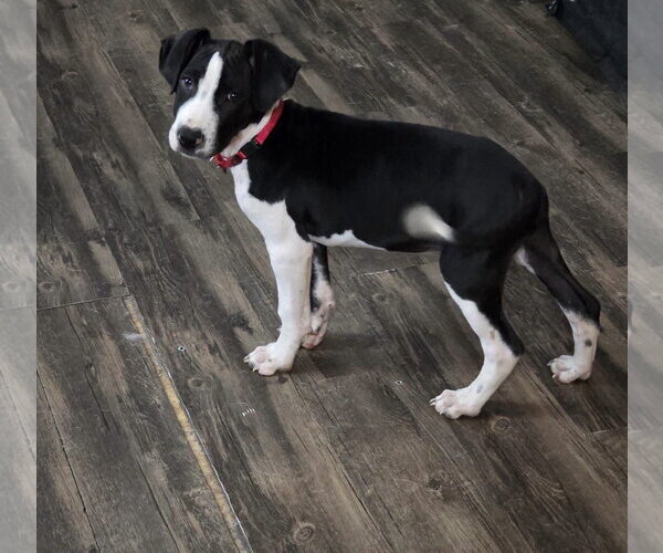Medium Photo #2 Mutt Puppy For Sale in New London, WI, USA