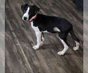 William - Male Mutt Dog for Adoption - Photo #2