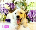 Small Photo #5 Golden Retriever Puppy For Sale in MARSHFIELD, MO, USA