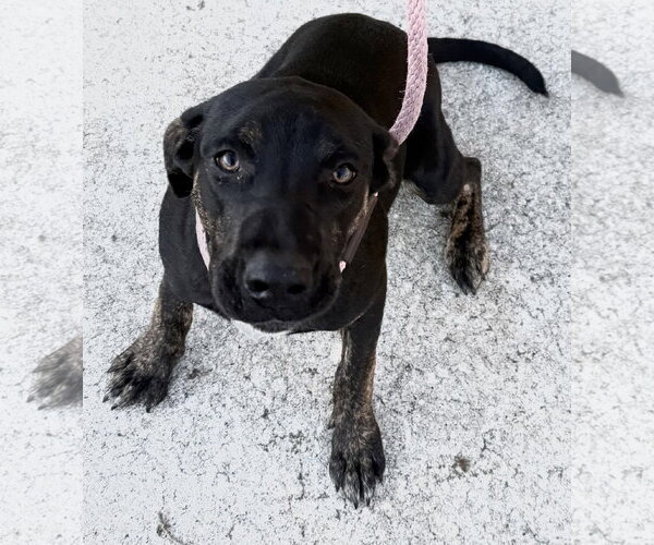 Medium Photo #7 Mutt Puppy For Sale in Sanford, FL, USA