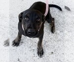 Small #6 Mutt