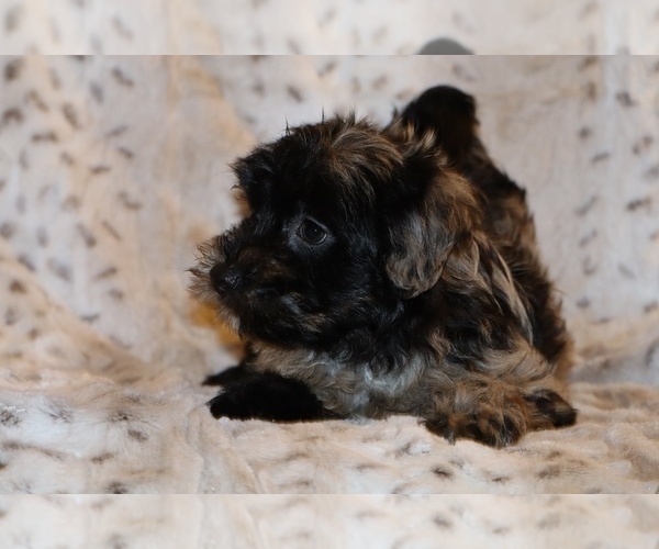 Medium Photo #11 Yorkiepoo mix (+ Poodle Toy) Puppy For Sale in DYERSBURG, TN, USA
