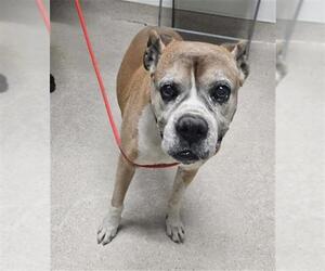 Boxer Dogs for adoption in Bakersfield, CA, USA