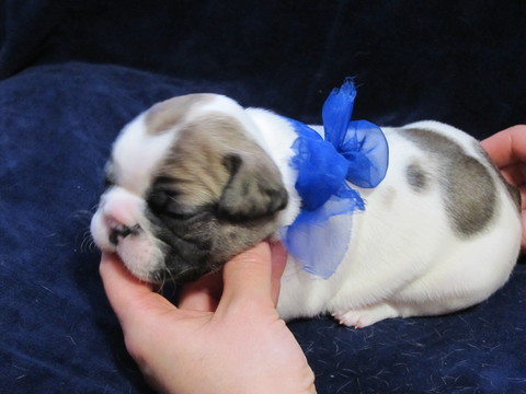Medium Photo #1 French Bulldog Puppy For Sale in LOCKPORT, IL, USA