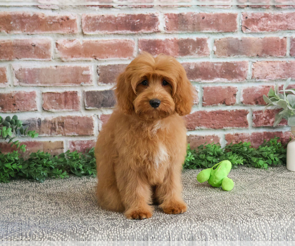 Medium Photo #12 Cavapoo (Miniature) Puppy For Sale in SYRACUSE, IN, USA