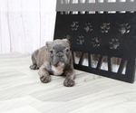 Small Photo #4 Faux Frenchbo Bulldog Puppy For Sale in MARIETTA, GA, USA