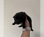 Small Photo #11 Australian Shepherd Puppy For Sale in DEVINE, TX, USA