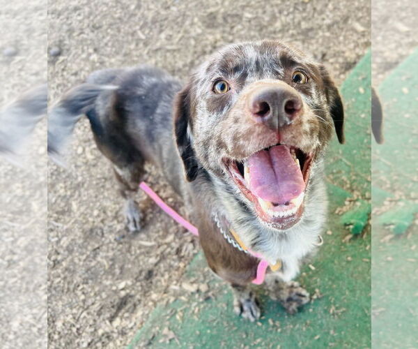 Medium Photo #1 Catahoula Leopard Dog-Unknown Mix Puppy For Sale in Clarkesville, GA, USA