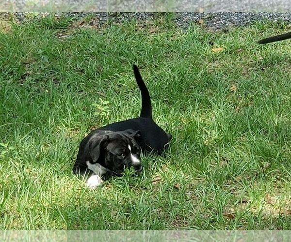 Medium Photo #13 American Bully Puppy For Sale in TRENTON, FL, USA
