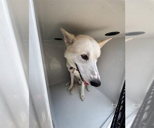 Gerberian Shepsky Dogs for adoption in Houston, TX, USA