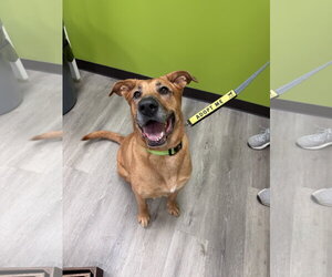 Bubblegum - Female Labrador Retriever-Unknown Mix Dog for Adoption - Photo #5
