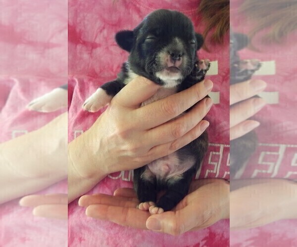Medium Photo #10 French Bullhuahua Puppy For Sale in SPRAGGS, PA, USA