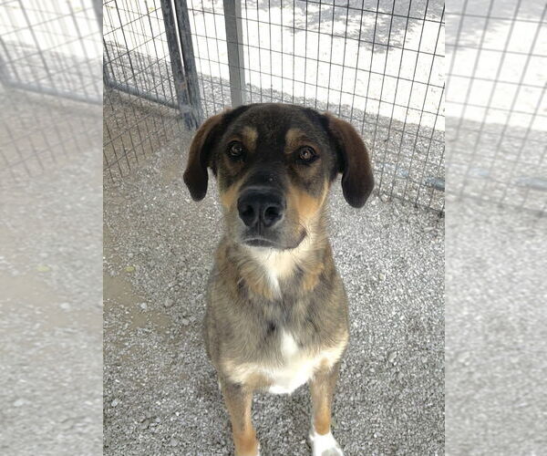 Medium Photo #9 German Shepherd Dog-Unknown Mix Puppy For Sale in Bolivar, MO, USA