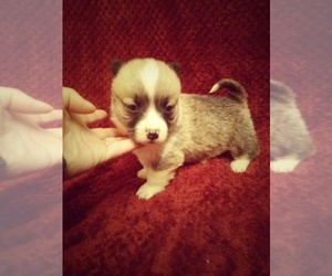 Pembroke Welsh Corgi Puppy for sale in WINCHESTER, OH, USA
