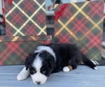 Small Photo #4 Australian Shepherd Puppy For Sale in VERMONTVILLE, MI, USA