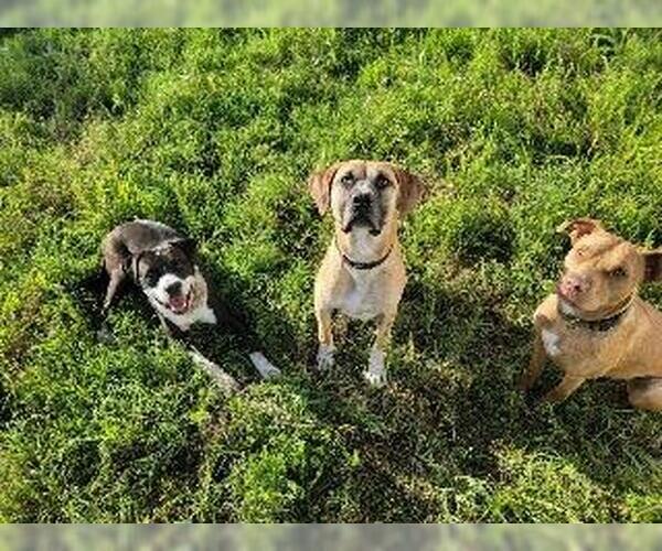 Medium Photo #4 Labrador Retriever-Unknown Mix Puppy For Sale in Claremore, OK, USA