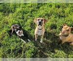 Small #3 Labrador Retriever Mix