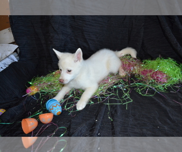 Medium Photo #2 Alaskan Klee Kai Puppy For Sale in GREENWOOD, WI, USA
