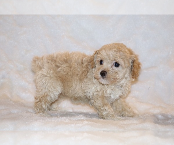 Medium Photo #5 Poodle (Toy) Puppy For Sale in DYERSBURG, TN, USA