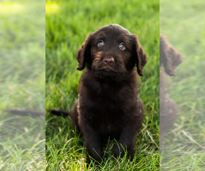 Labradoodle Puppy for sale in SHIPSHEWANA, IN, USA