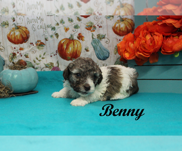 Medium Photo #16 Poodle (Toy) Puppy For Sale in CHANUTE, KS, USA