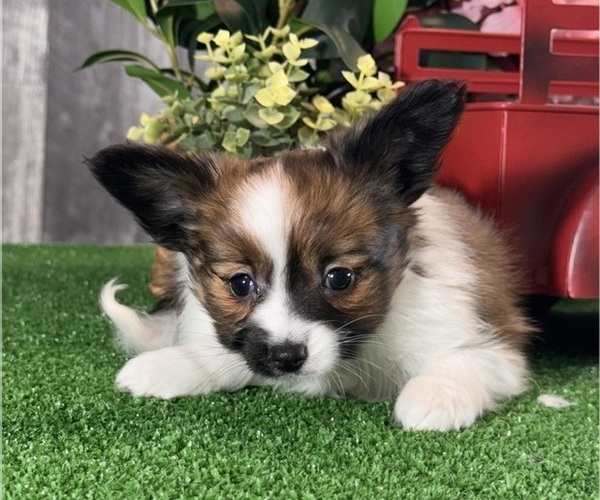 Medium Photo #5 Papillon Puppy For Sale in CANOGA, NY, USA