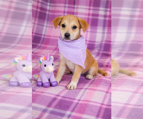 Medium Photo #1 Golden Labrador Puppy For Sale in Mt. Laurel, NJ, USA