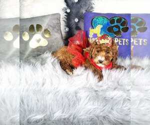 Goldendoodle-Poodle (Toy) Mix Puppy for sale in GRIFFITH, IN, USA