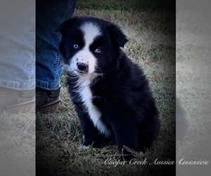 Miniature Australian Shepherd Puppy for sale in SMITHVILLE, AR, USA