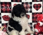 Small #1 Goldendoodle