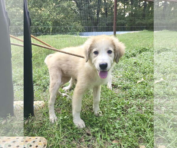 Medium Photo #3 Great Pyrenees Puppy For Sale in Spring, TX, USA