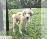 Small #2 Great Pyrenees
